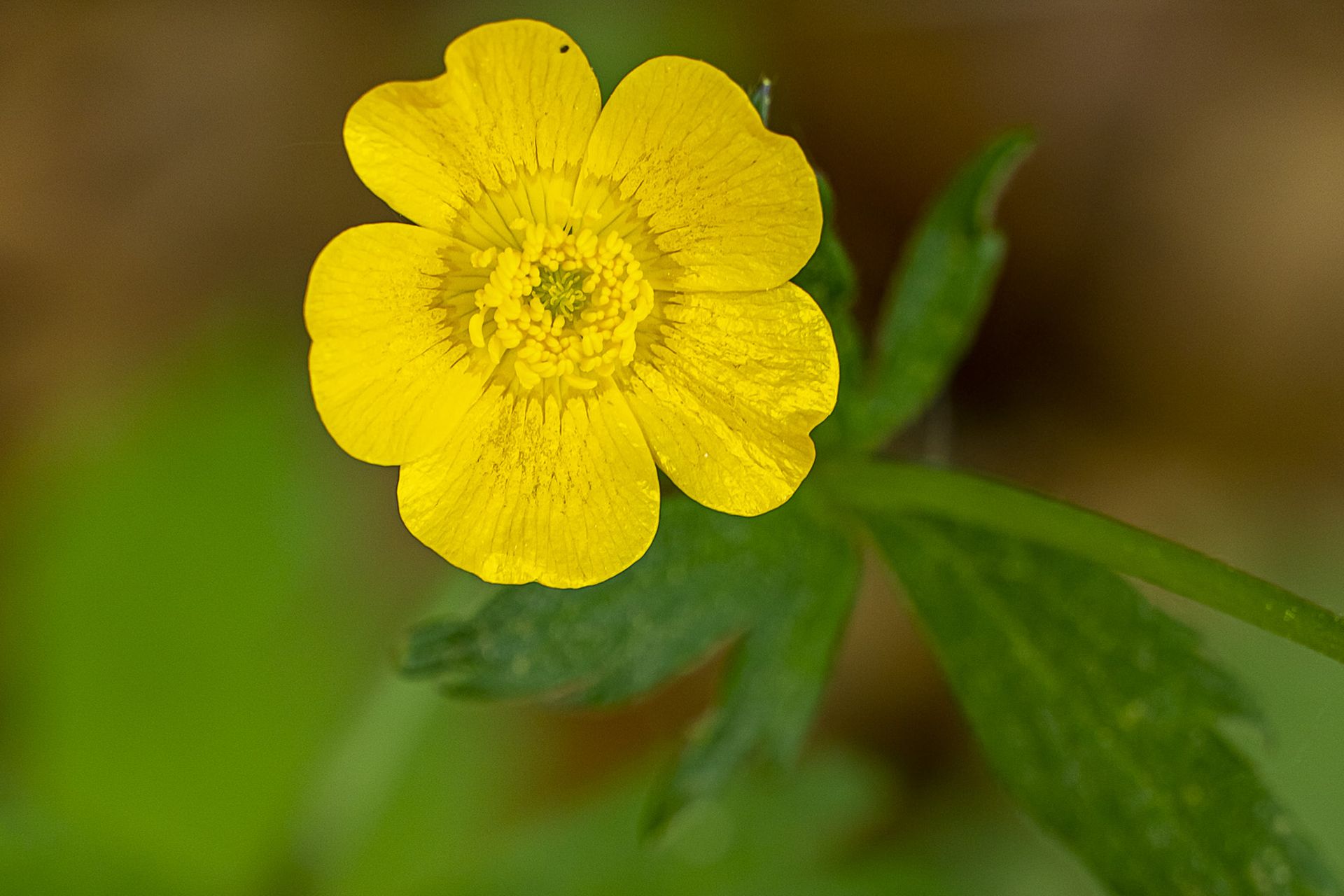 This image for Image Layouts addon