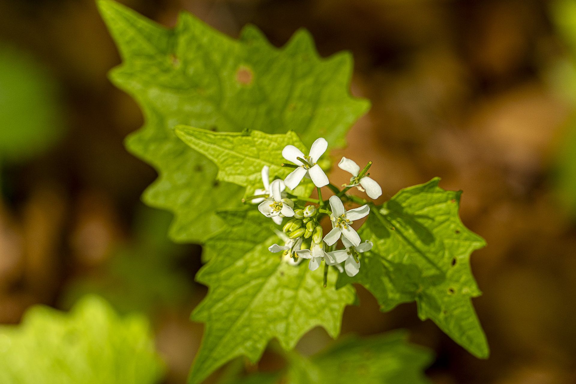 Gewöhnliche Knoblauchsrauke