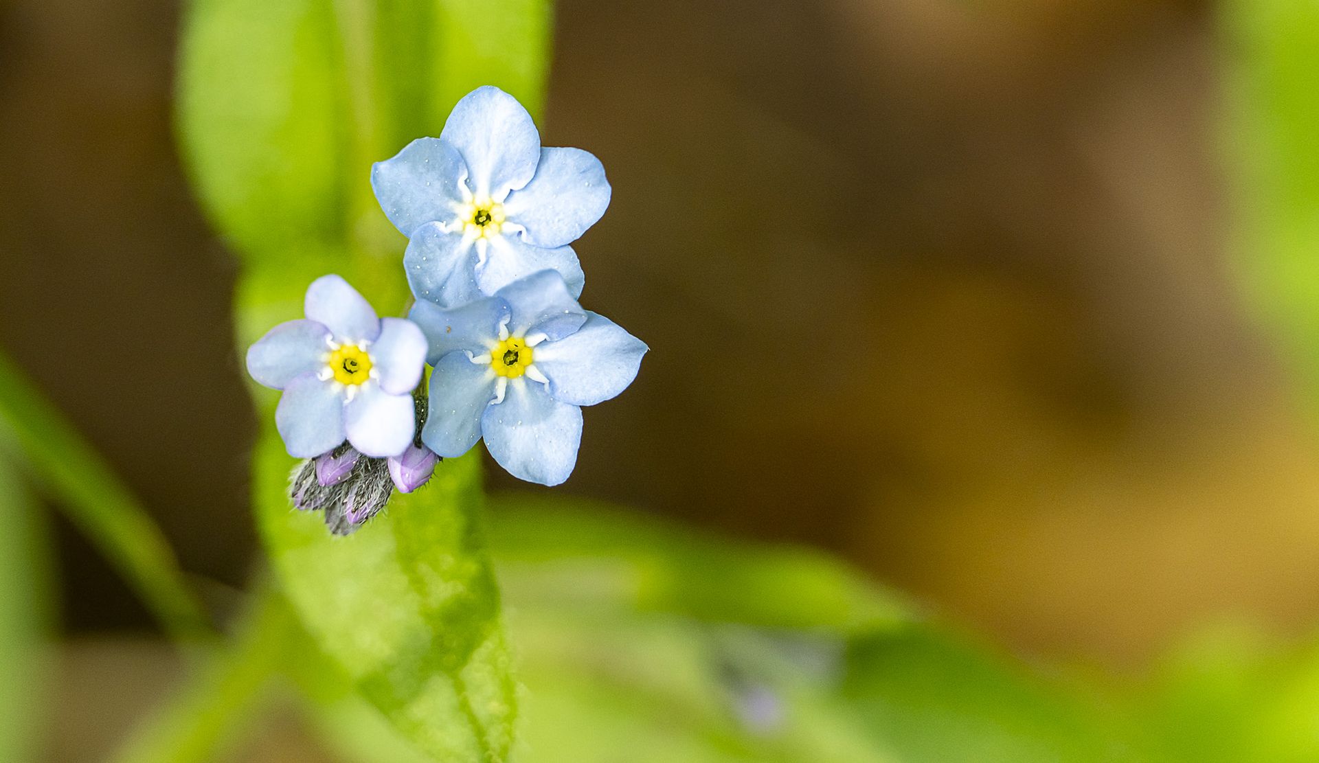 Wald-Vergissmeinnicht