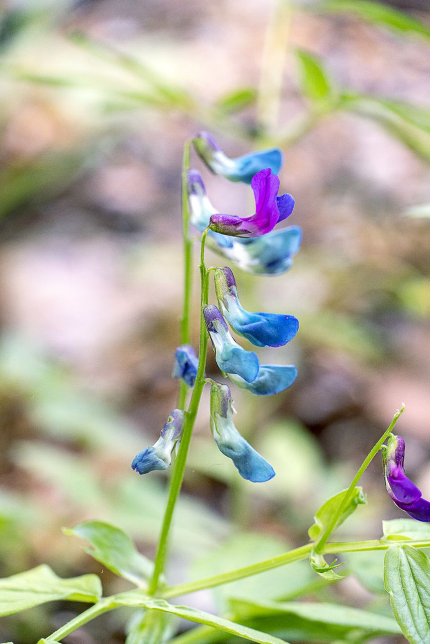 Frühlings-Blatterbse