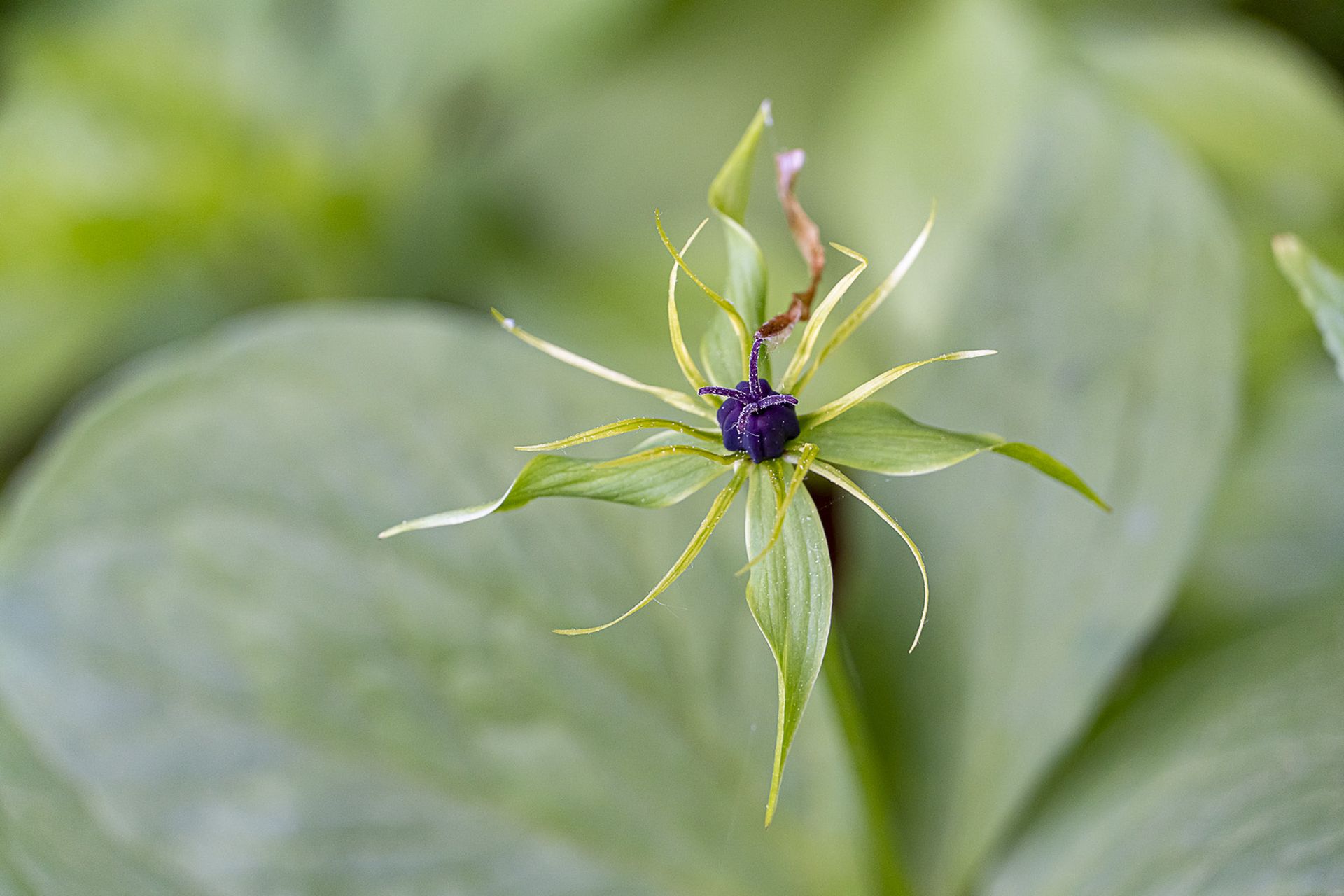 This image for Image Layouts addon