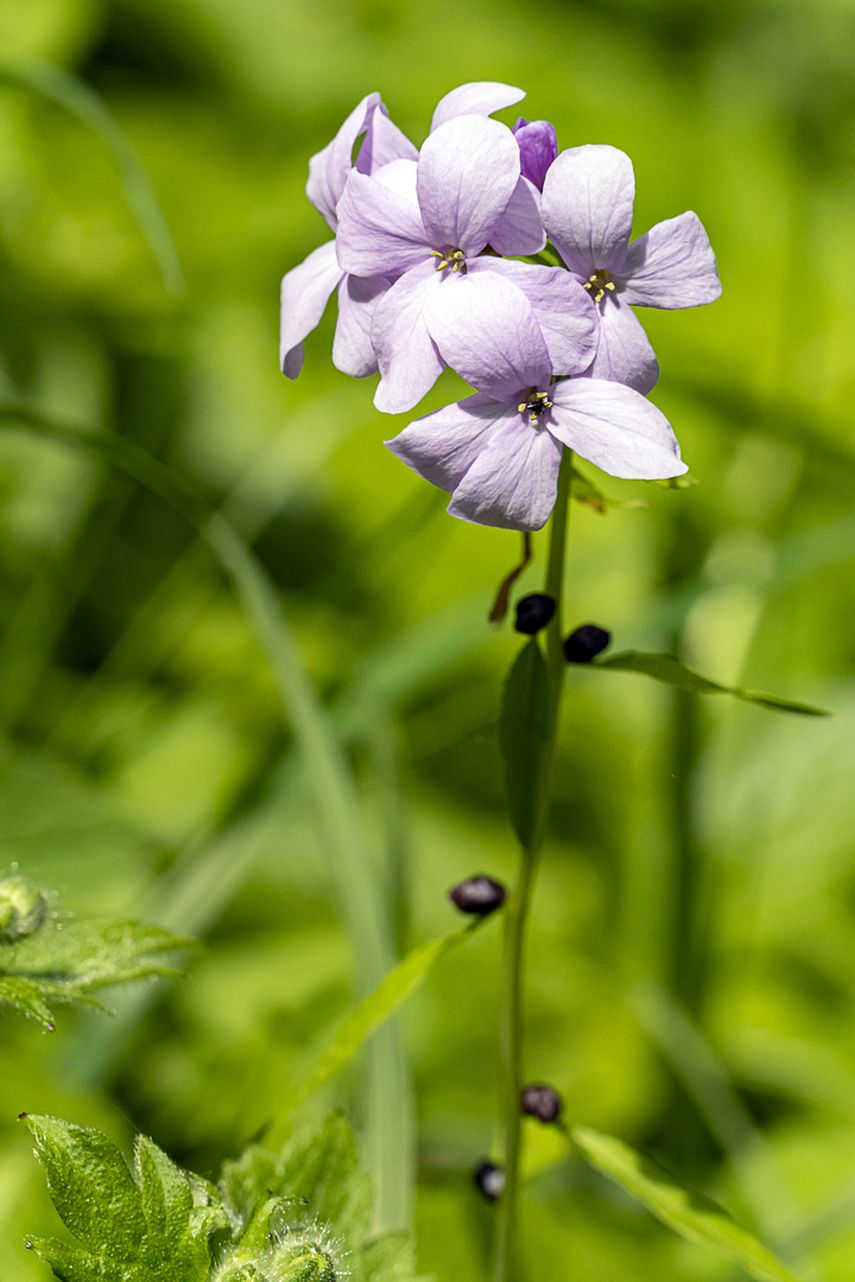 This image for Image Layouts addon