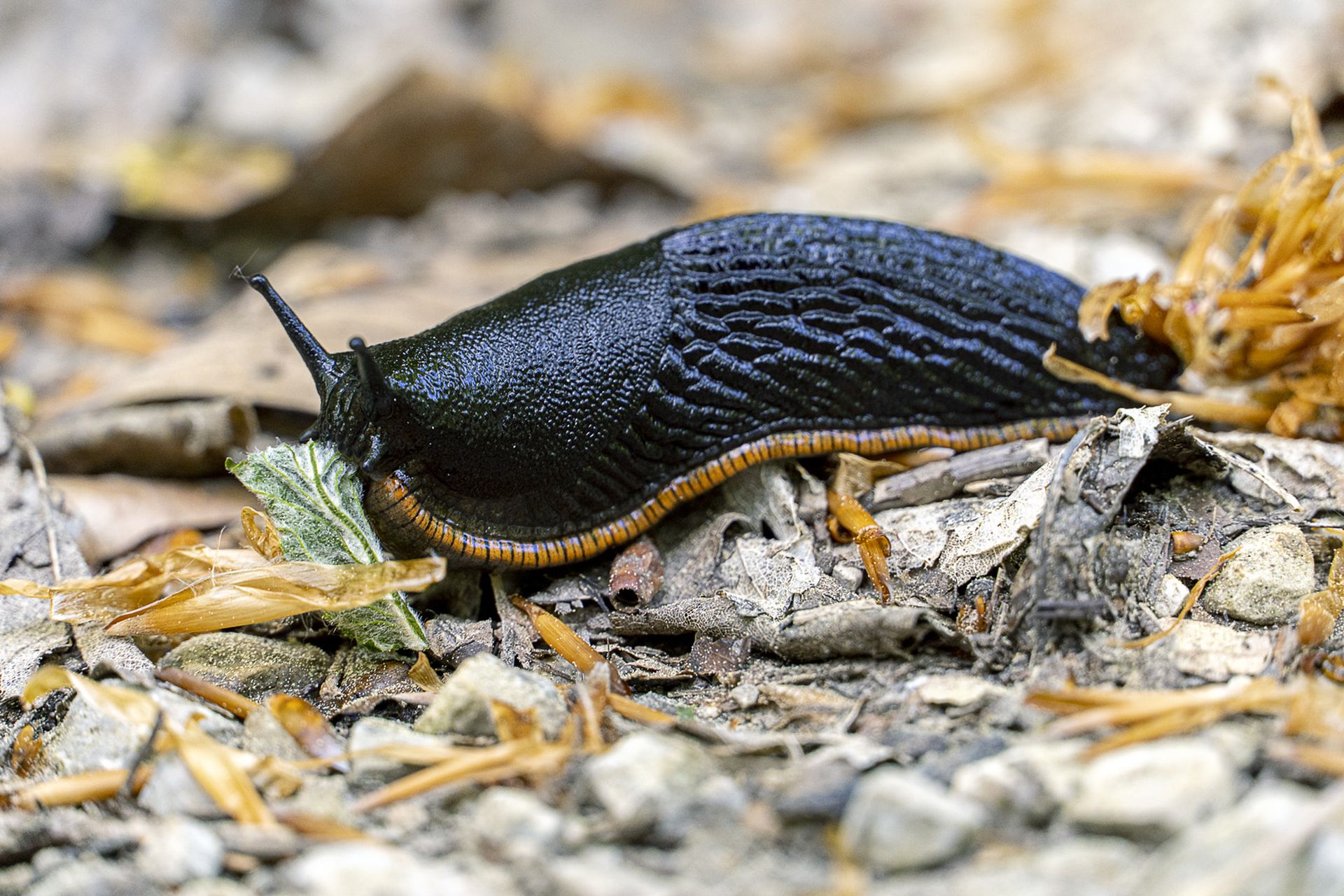 Schwarze Wegschnecke