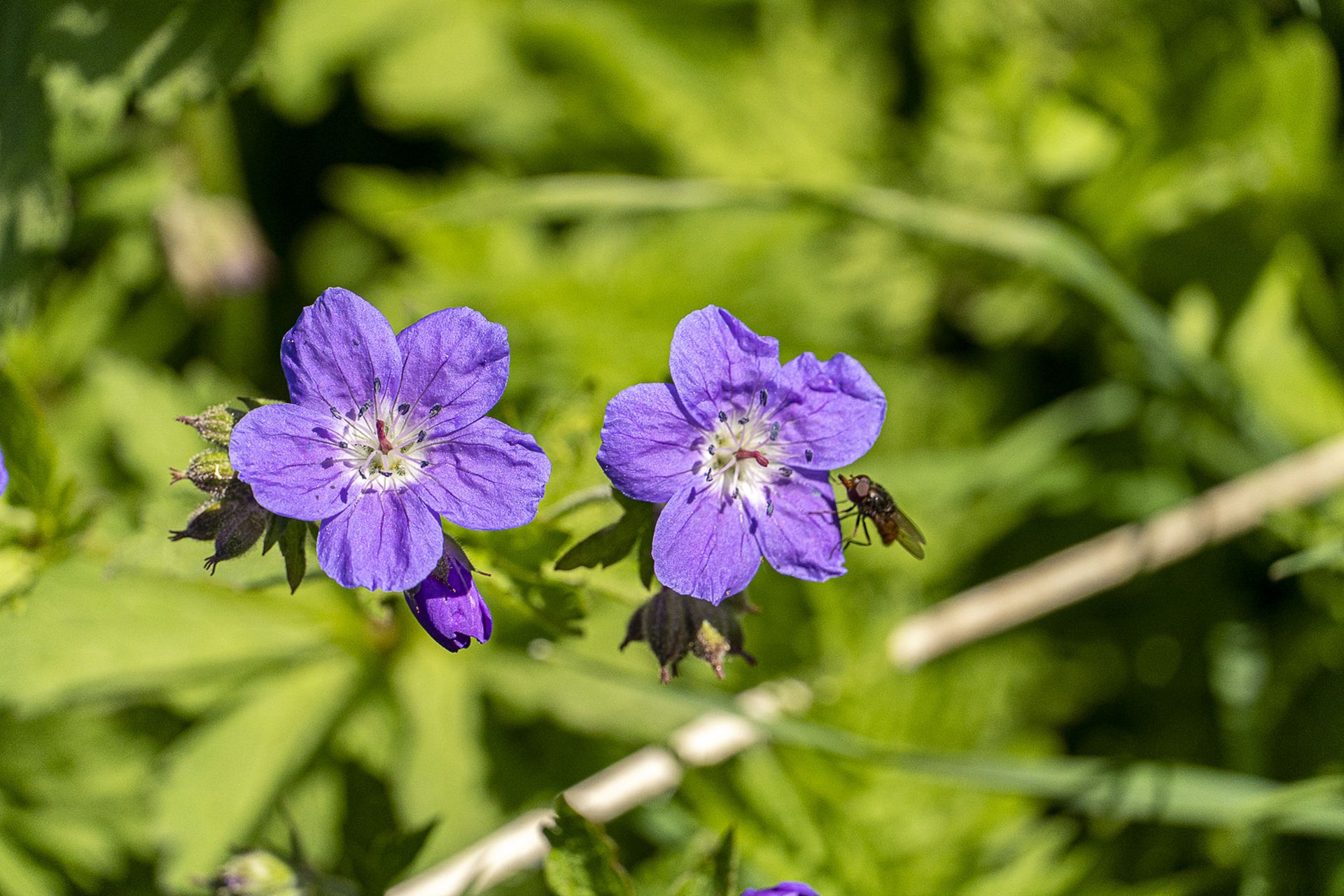 Waldstorchenschnabel
